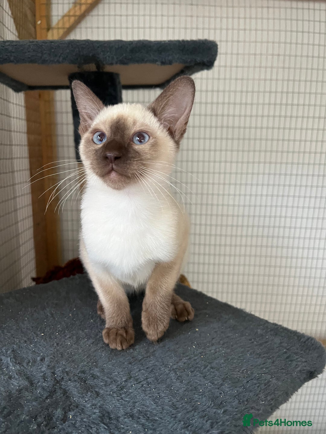 Siamese cats for sale: Siamese chocolate kittens - Image 17