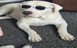 American Bulldog dogs for sale: 11 month old male american bulldog  - Image 7