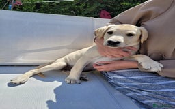 Labrador Retriever dogs for sale: Kc registered Labrador puppie ready to leave - Image 10