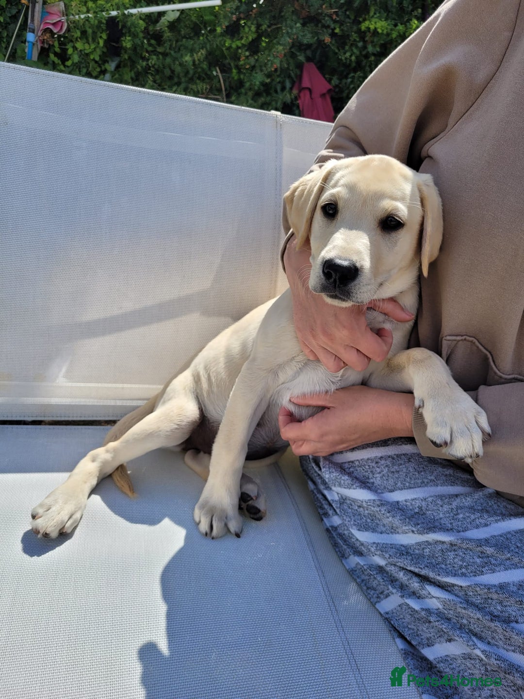 Labrador Retriever dogs for sale: Kc registered Labrador puppie ready to leave - Image 10