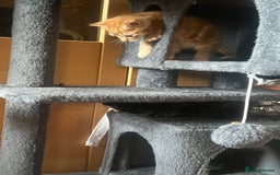 Mixed Breed cats for sale: 6 playful kittens - Image 11