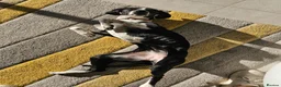 Pointer dogs for sale: 18 month old pointer - Advert 14