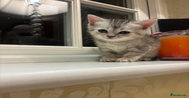 Mixed Breed cats - Advert 3