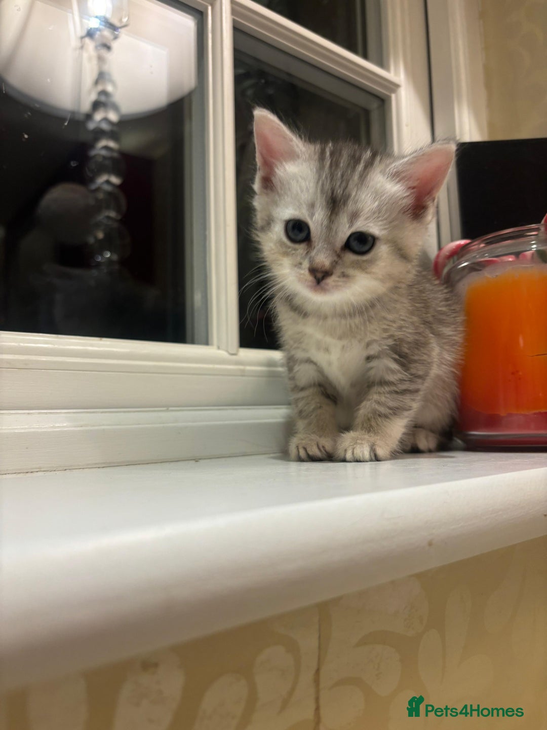 Mixed Breed cats for sale: 4 Persian chinchilla mix breed kittens  - Image 3