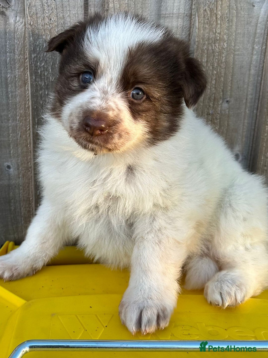 German Shepherd dogs for sale: 3 beautiful German shepherd puppies  - Advert 9