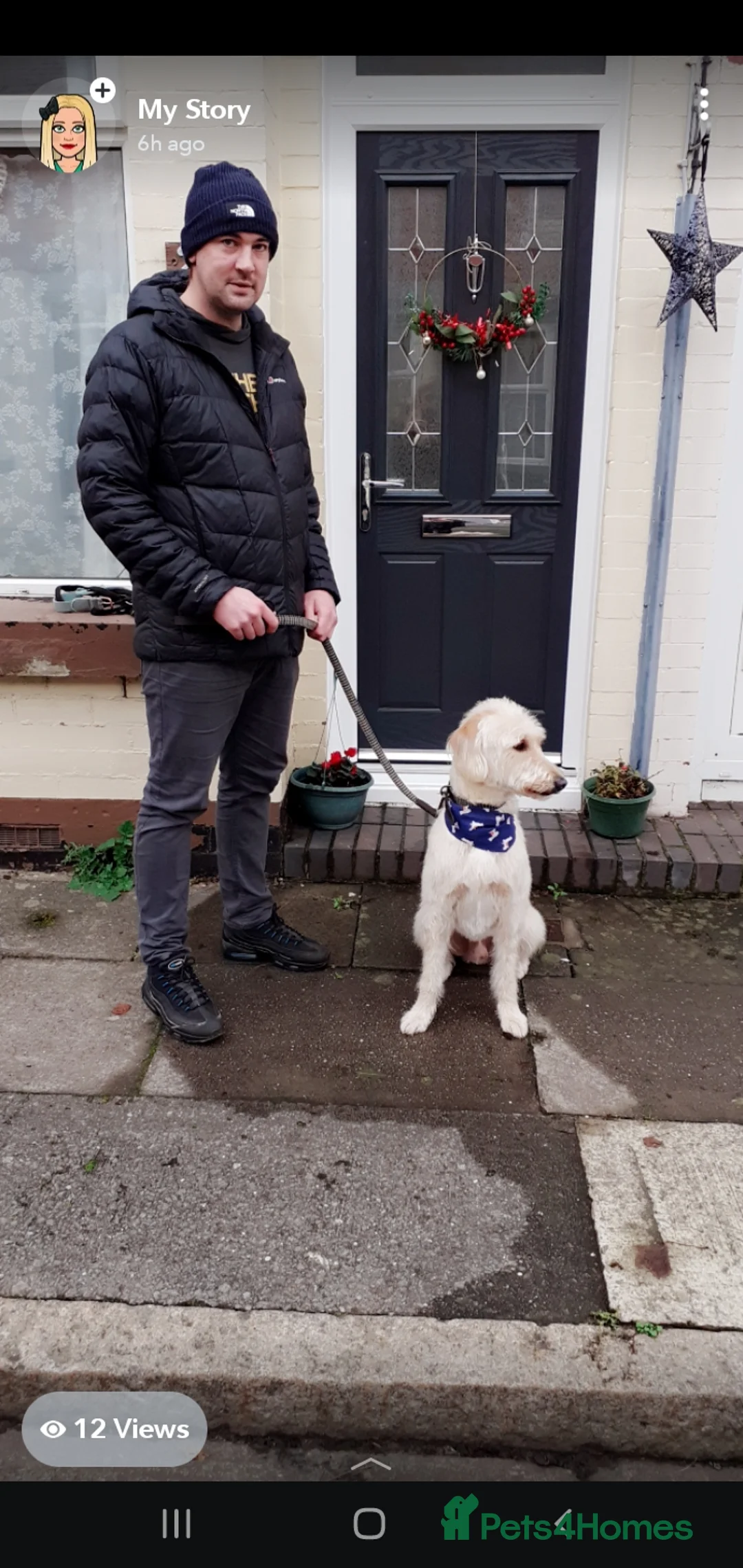 Labradoodle dogs for stud: Gorgeous, proven f1 labradoodle for stud in Liverpool - Advert 2