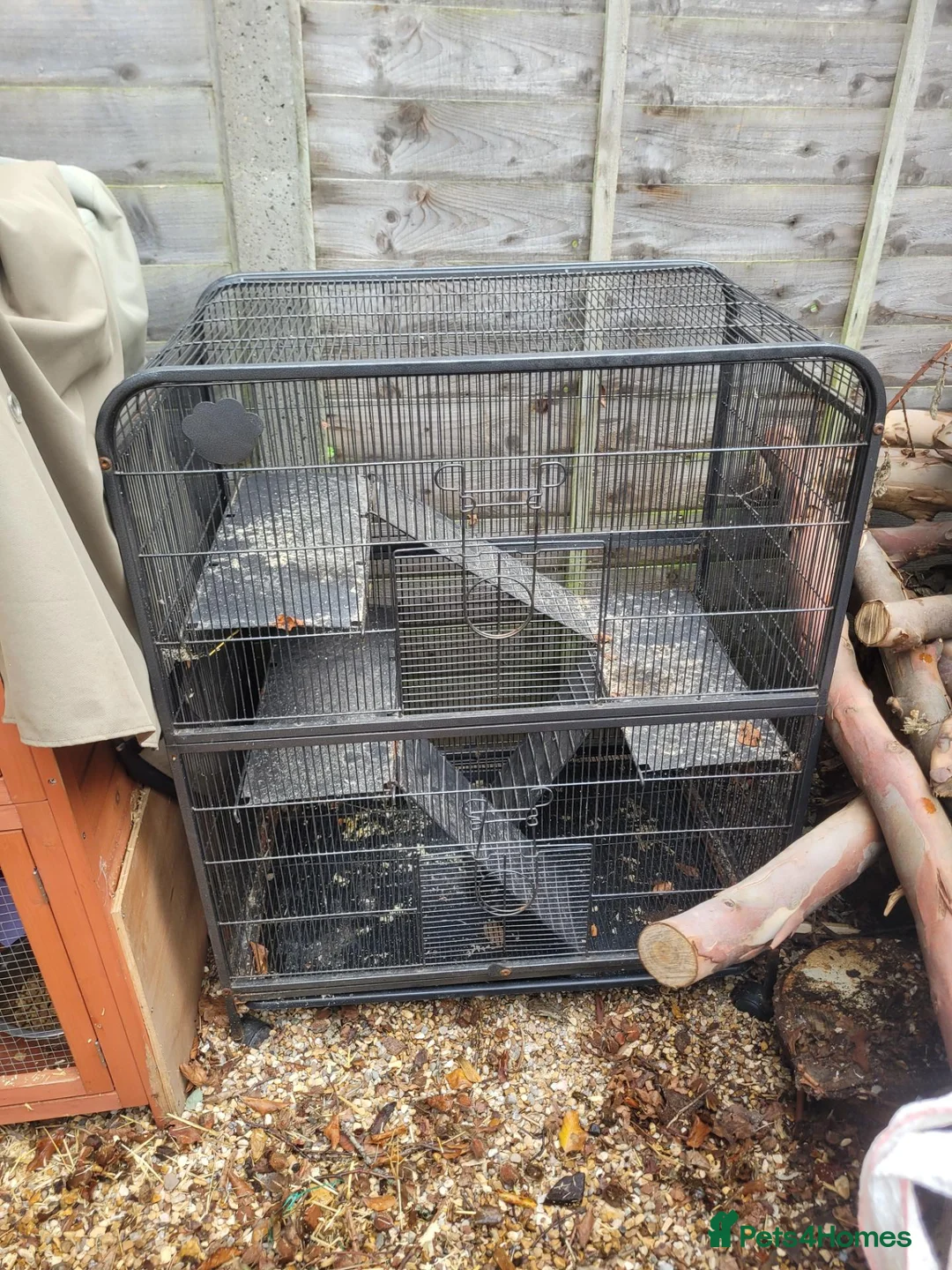 Ferret rodents for sale: Ferrets for sale - Advert 5