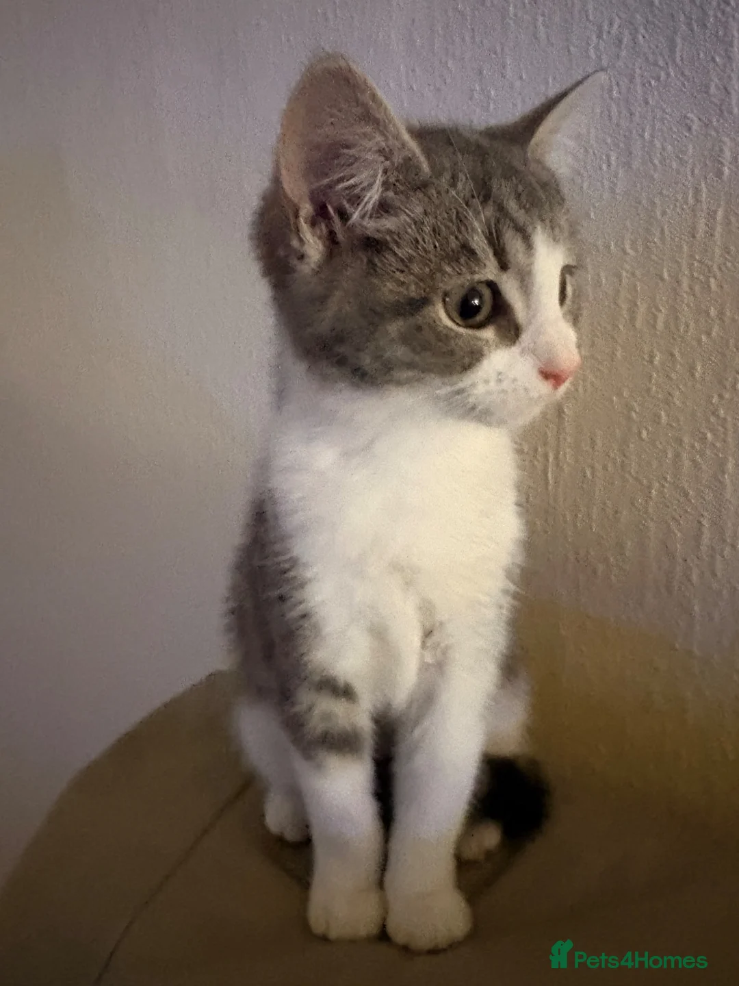 Mixed Breed cats for sale: Beautiful female grey and White kitten - Advert 2