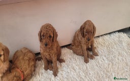 Cockapoo dogs for sale: 2nd generation cockapoo pups - Image 18