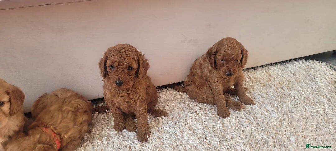Cockapoo dogs for sale: 2nd generation cockapoo pups - Image 18