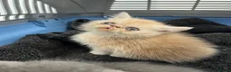 Exotic cats for sale: Exceptional show quality pure Exotic Kittens - Advert 2