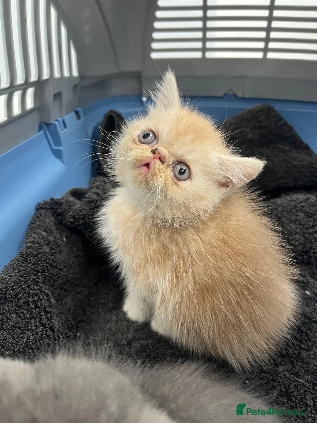 Exotic cats for sale: Exceptional show quality pure Exotic Kittens - Advert 2