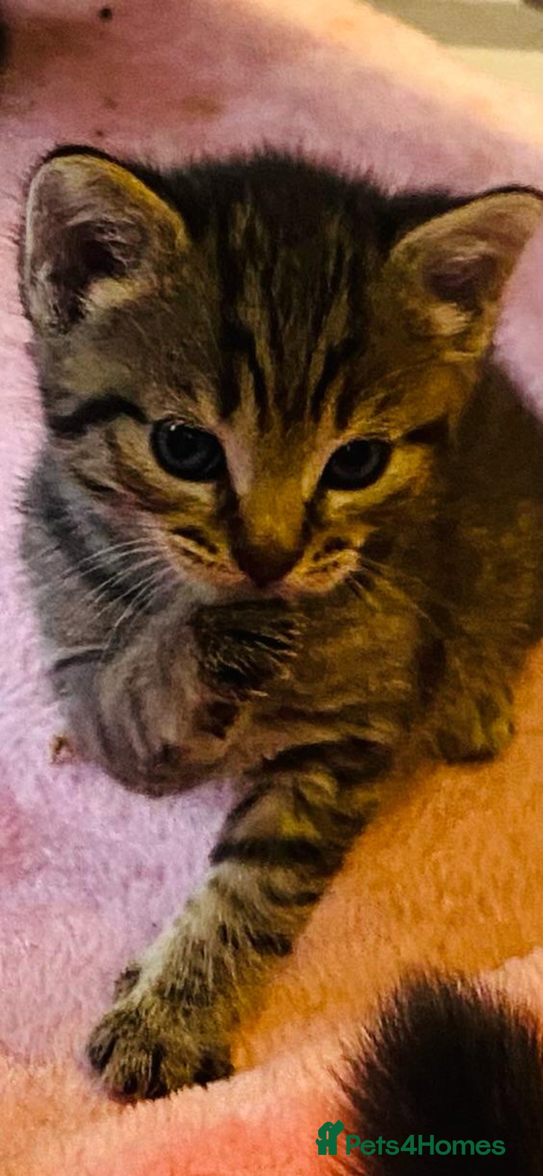 Bengal cats for sale: Beautiful Female Kittens - Image 2