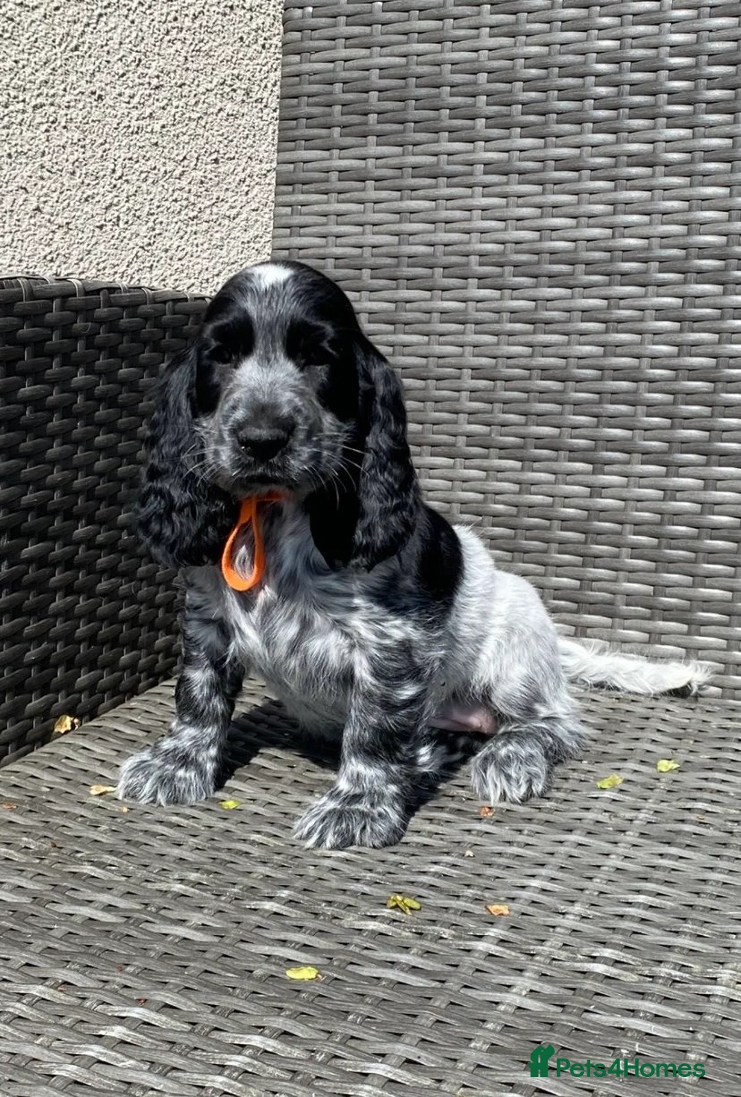 Cocker Spaniel dogs for sale: KC registered Cocker Spaniel Pup For Sale - Advert 8