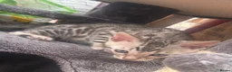 Bengal cats for sale: Bengal female kitten ready now  - Advert 6