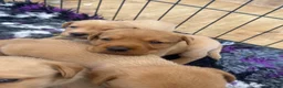 Labrador Retriever dogs for sale: Outstanding Red&Yellow Labradors,KC&health tested - Advert 8