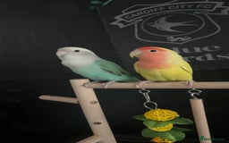 Lovebirds birds for sale: Pair of Lovebirds for sale  - Image 2