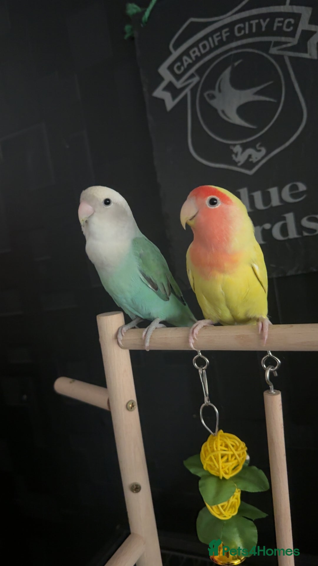 Lovebirds birds for sale: Pair of Lovebirds for sale  - Image 2