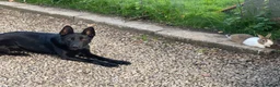 German Shepherd dogs for sale: Well trained German Shepherd - Advert 7
