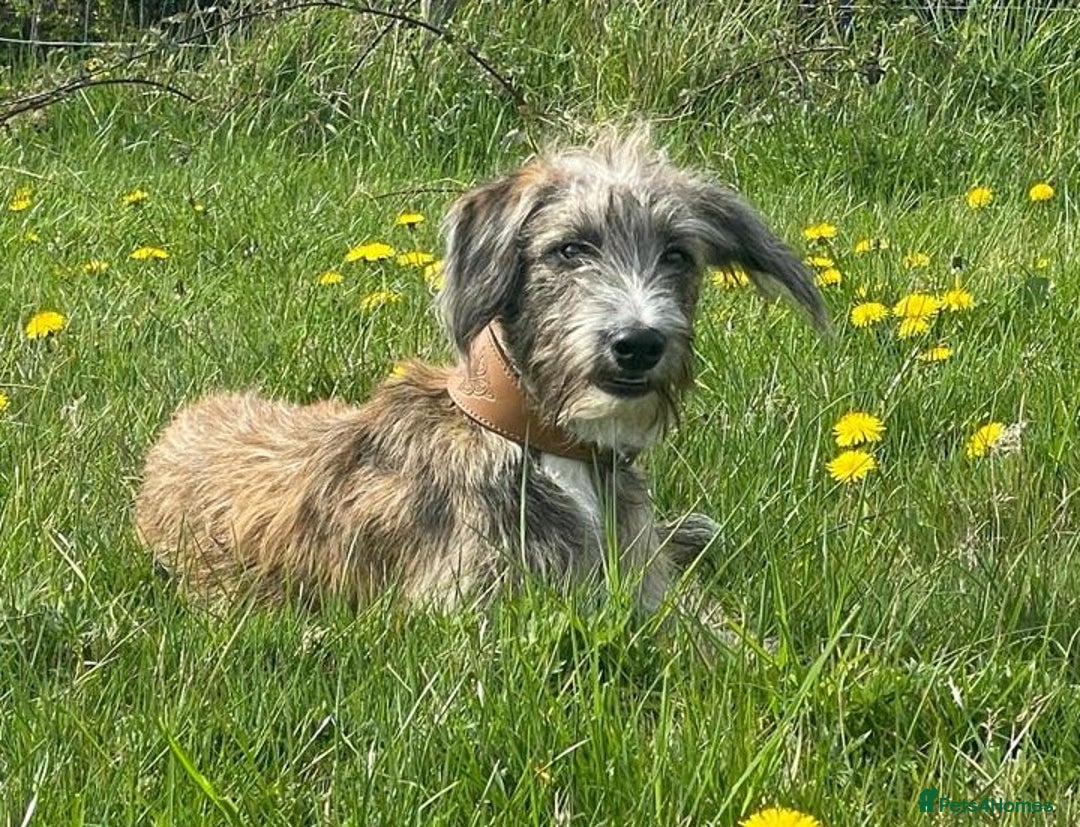 Mixed Breed dogs for sale: Whippet x Miniature Poodle  - Image 5