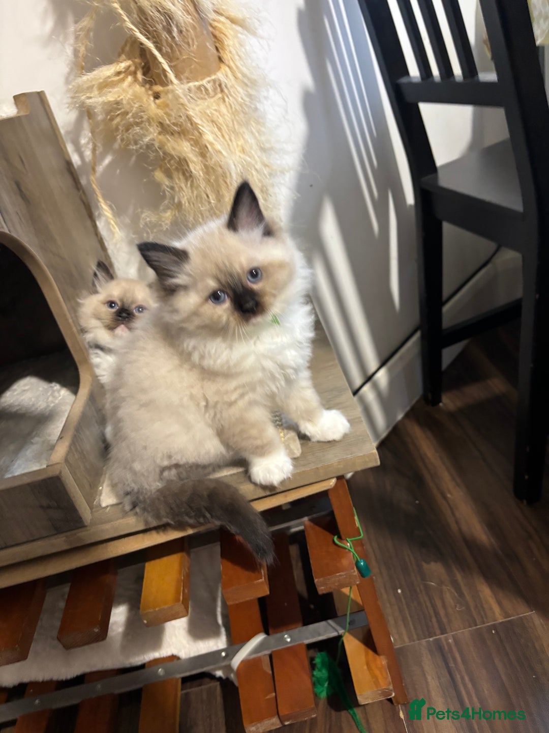 Ragdoll cats for sale: Pure Fluffy Ragdoll kittens - Advert 23