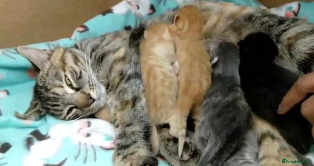 Ragdoll cats for sale: Beautiful Bengal/Ragdoll Male Kitten - Image 21