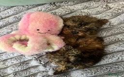 Toy Poodle dogs for sale: Toy poodles ready to leave now! - Image 3