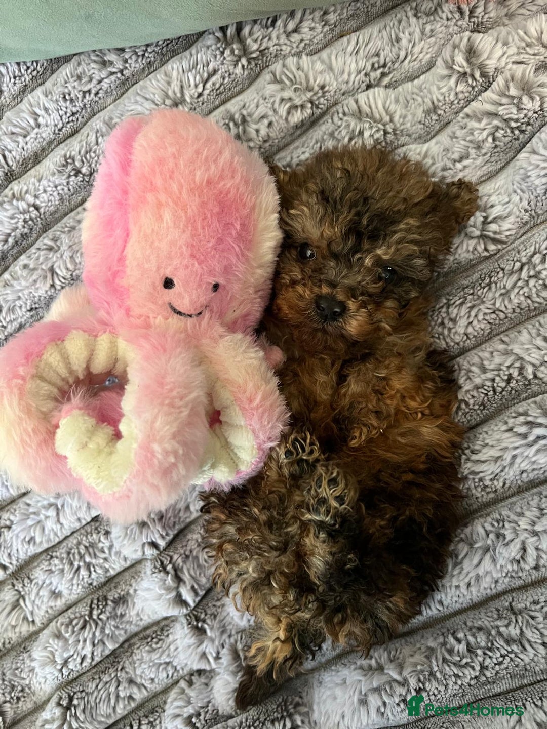 Toy Poodle dogs for sale: Toy poodles ready to leave now! - Image 3