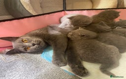 British Shorthair cats for sale: Stunning British Short Hair kitten GCCF/TICA - Image 24