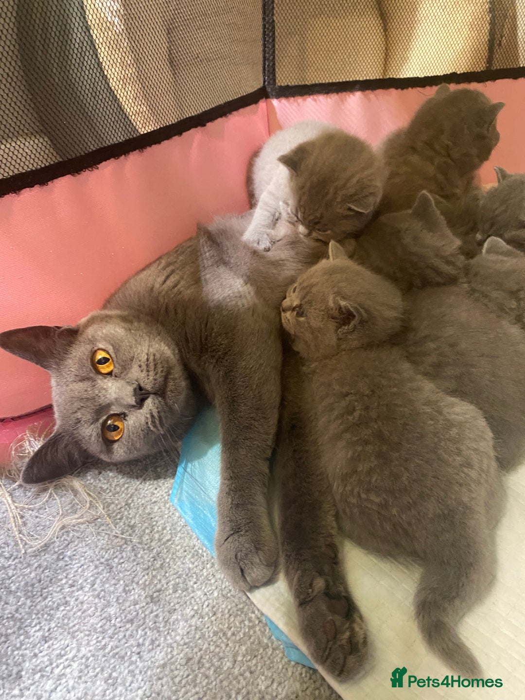 British Shorthair cats for sale: Stunning British Short Hair kitten GCCF/TICA - Image 24