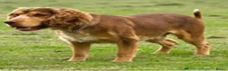 Cocker Spaniel dogs for sale: Stunning Show Cocker Spaniel Litter ready July in Northampton - Advert 13