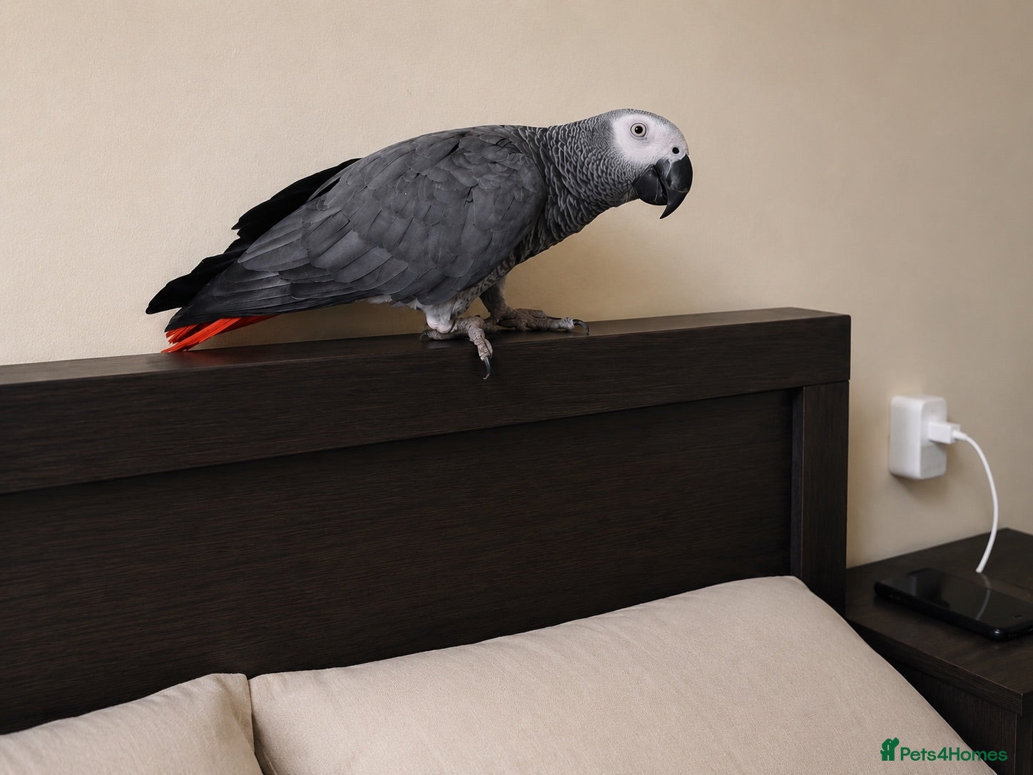 Parrots birds African Grey Parrot for Sale-Moving Abroad - Advert 1