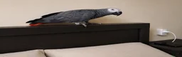 Parrots birds for sale: African Grey Parrot for Sale-Moving Abroad in London - Advert 1
