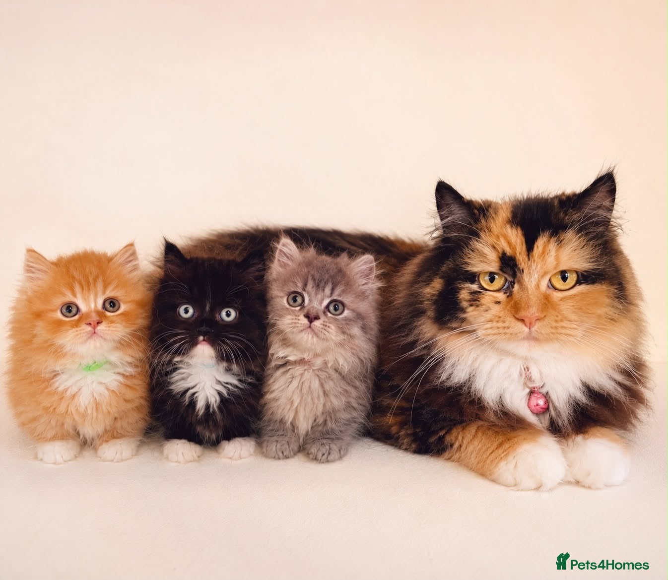 Persian cats Rare DWARF LEG PERSIANS - Persian Munchkin Minuets - Advert 2