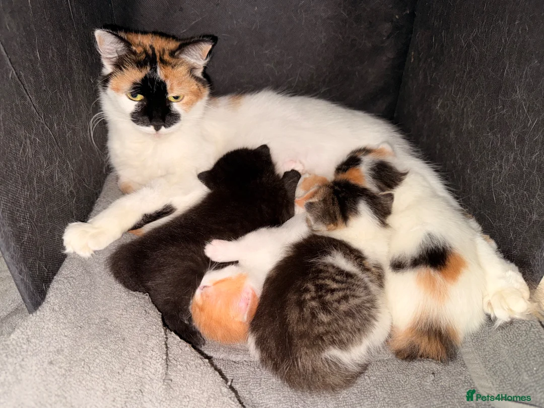 Mixed Breed cats for sale: 5 gorgeous playful little ones  - Advert 1