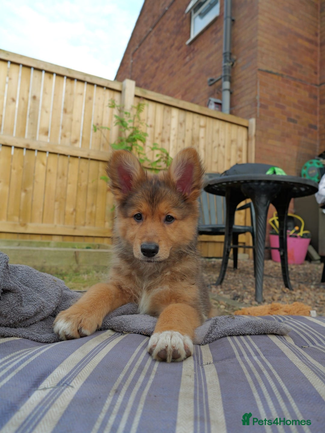 Mixed Breed dogs for sale: Shollies  in Rochdale - Image 37
