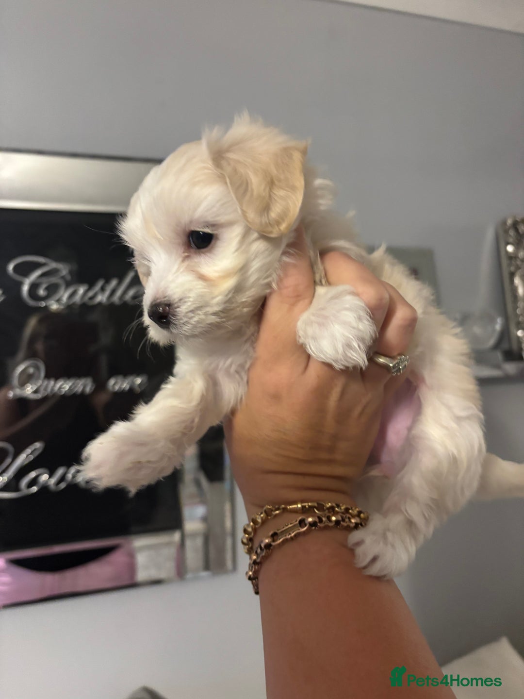 Maltipoo dogs for sale: Beautiful little maltipoo  - Advert 5