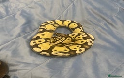 Python Snake reptiles for sale: Royal ball python - Image 2
