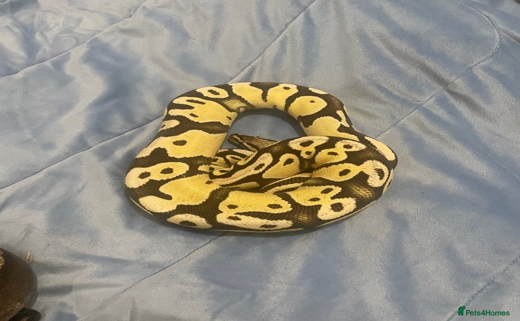 Python Snake reptiles - Advert 5