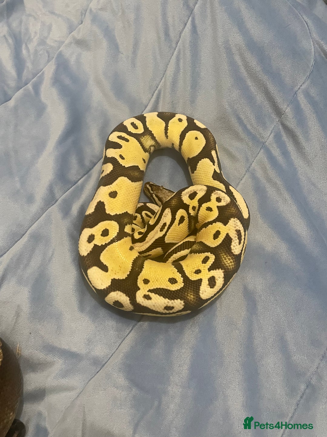 Python Snake reptiles for sale: Royal ball python - Image 2