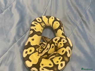 Python Snake reptiles - Advert 19