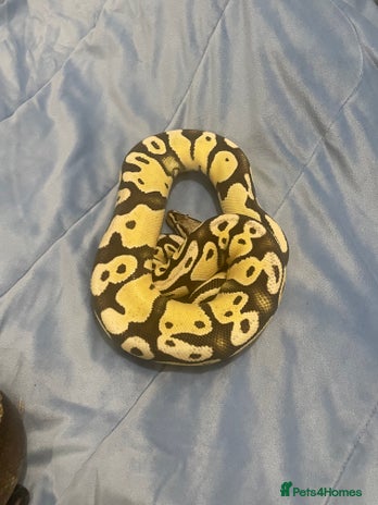 Python Snake reptiles - Advert 1