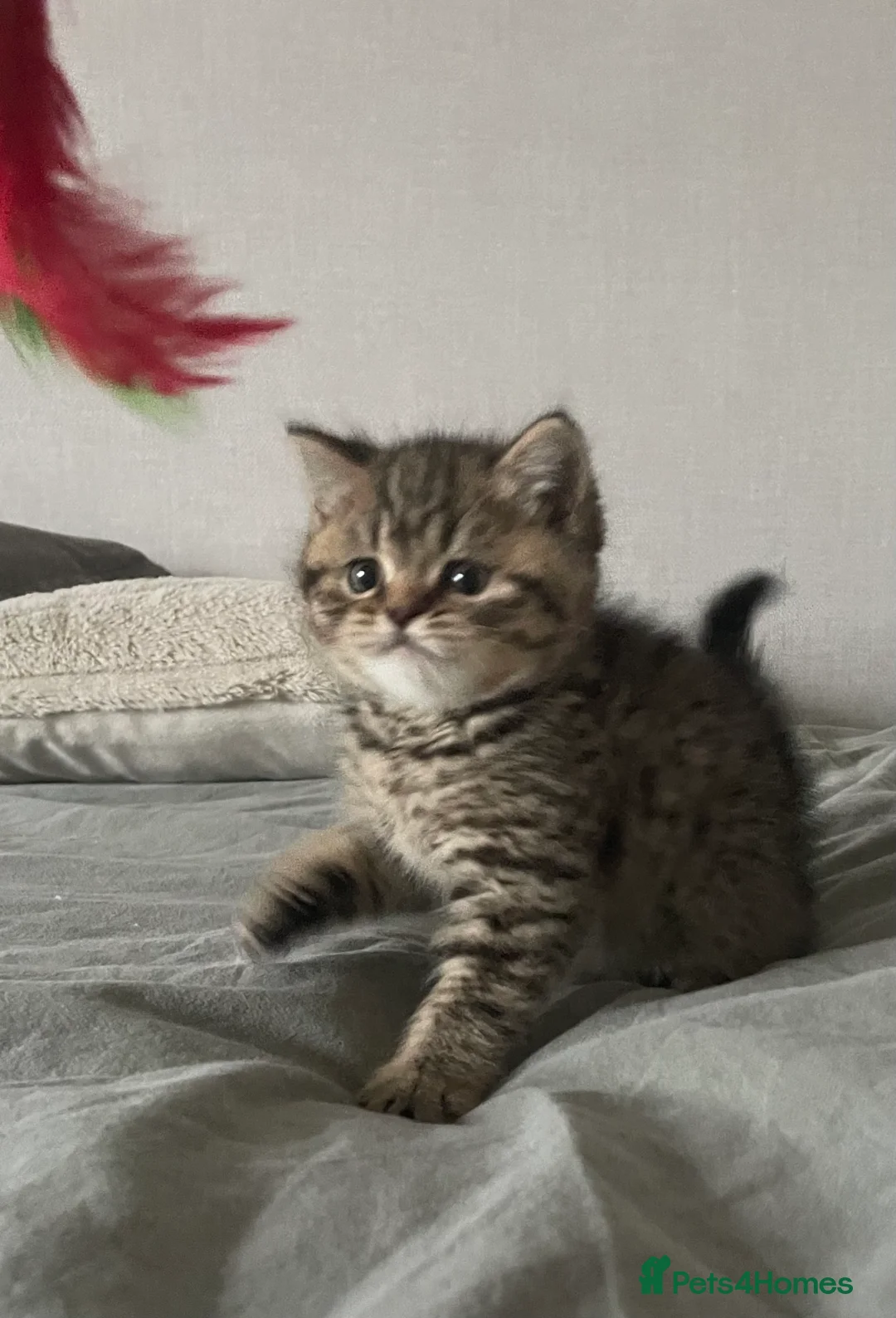 British Shorthair cats for sale: Classic spotted tabby boy Cinnamon carrier - Advert 7