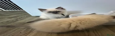 Ragdoll Brown
