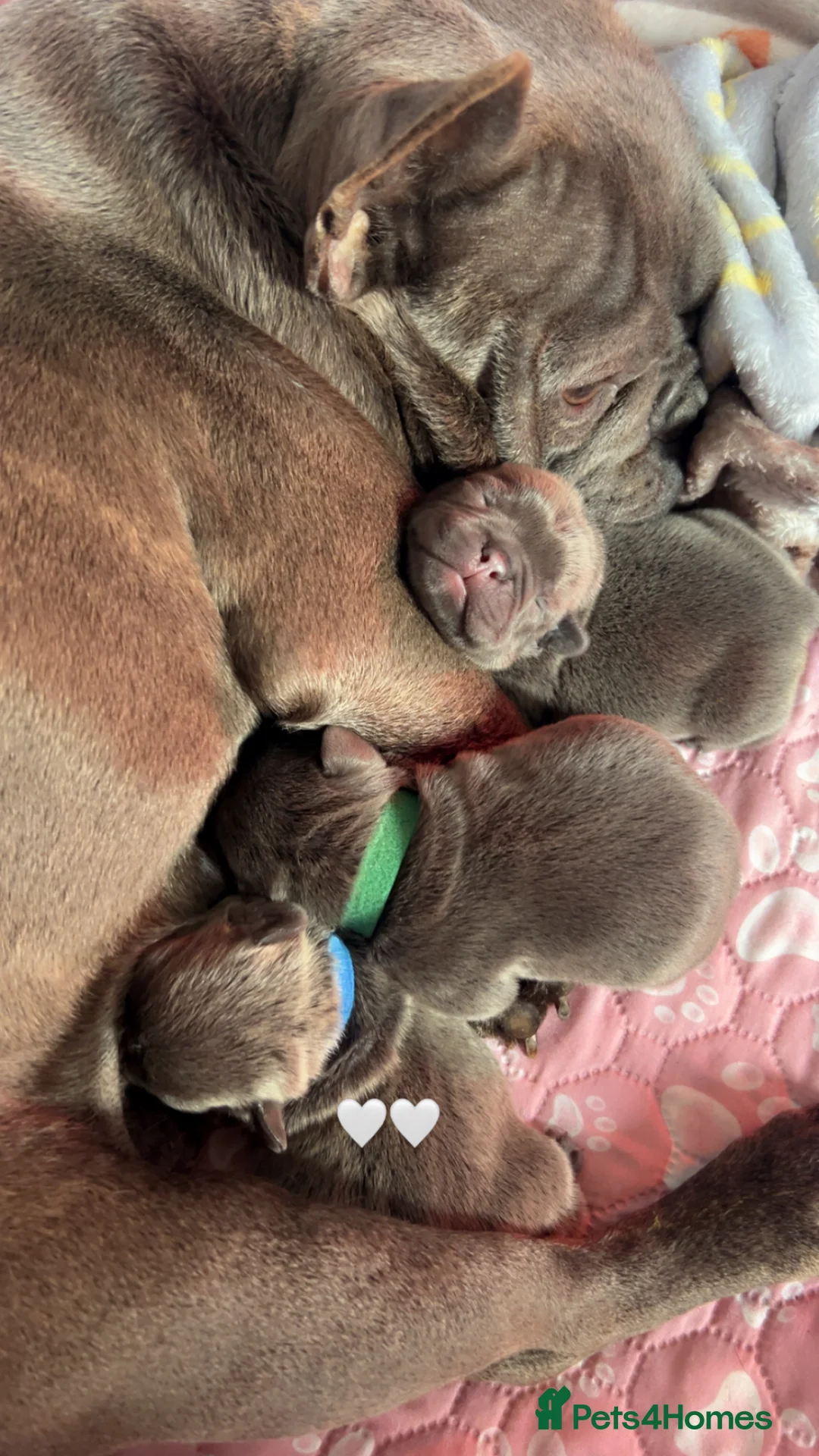 French Bulldog dogs for sale: Blue French Bulldogs - Advert 2