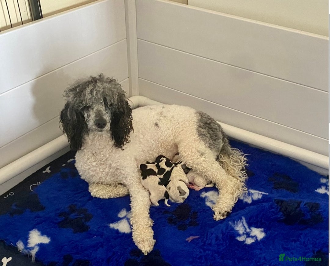 Schnoodle dogs for sale: Stunning F1 Mega Coat Parti Merle Schnoodles  - Image 6