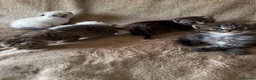 Scottish Fold cats for sale: ✨Adorable Scottish Fold Kittens 🐾 - Advert 3