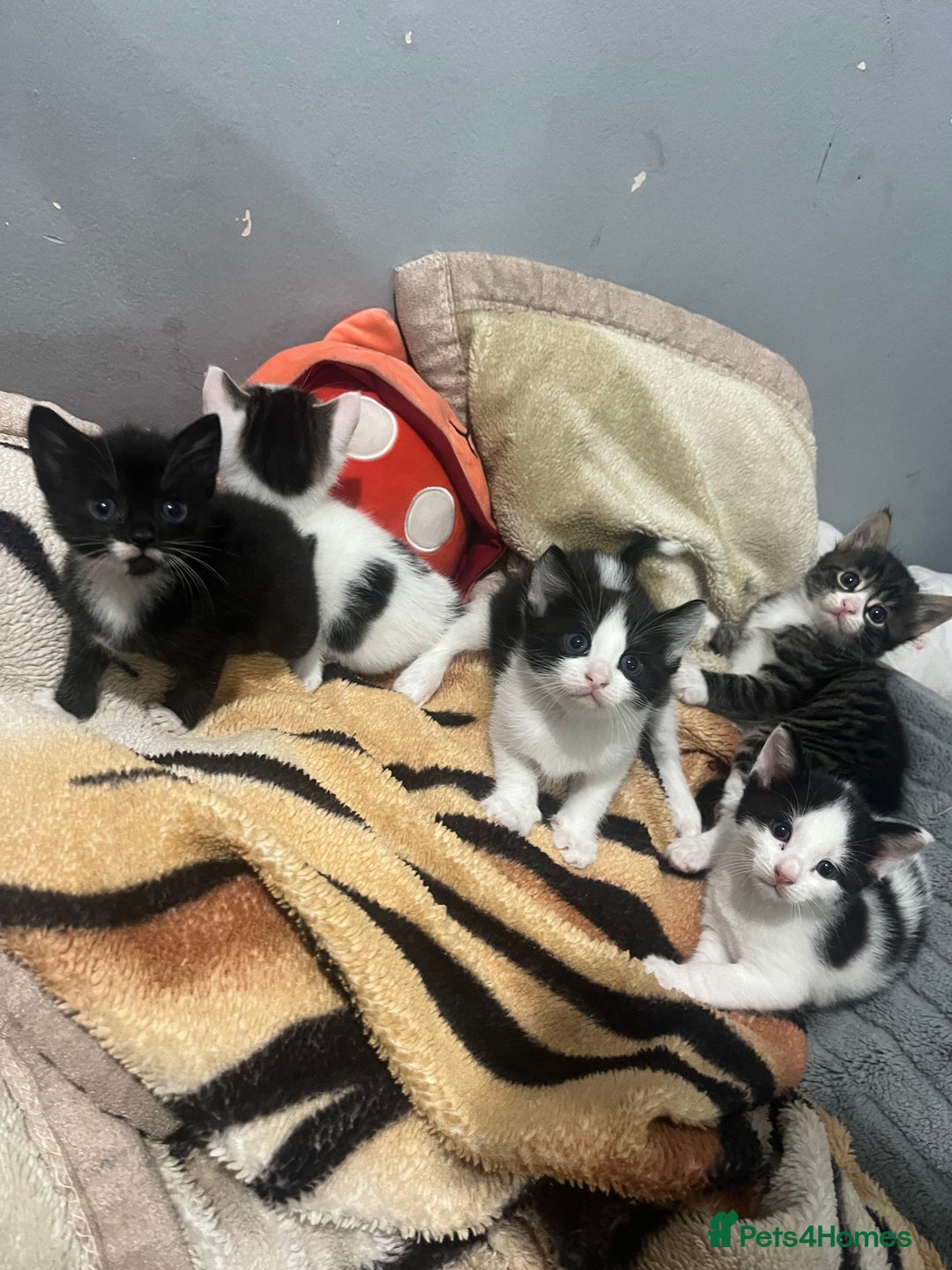 Mixed Breed cats for sale: 5 beautiful kittens ready to go - Image 2
