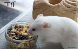 Hamster rodents for sale: Syrian Hamsters - various ages and cage - Image 18