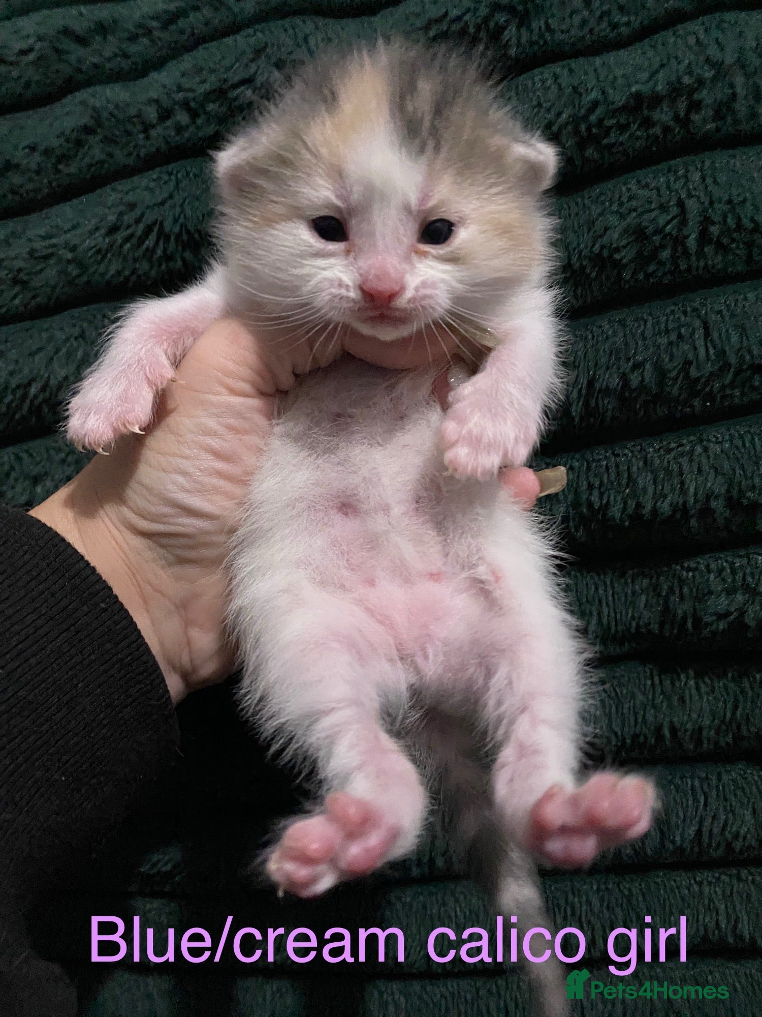 American Shorthair cats Mix colour litter girls and boys very docile  - Advert 16